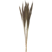 Yapay Çiçek Deposu 10LU Tropic Broom Grass 80 cm