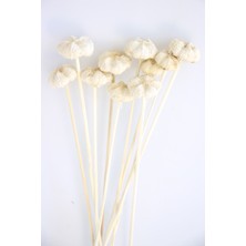 Yapay Çiçek Deposu 10LU Paras Ped Bleach On Stem 45 cm Beyaz