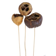 Yapay Çiçek Deposu Kuru Çiçek 3 Boy Tolami 45 cm