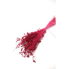 Yapay Çiçek Deposu Kuru Çiçek Luna Keten Otu 60GR Canlı Bordo