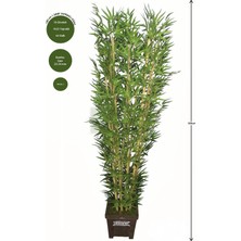 Yapay Çiçek Deposu Bambu Ağacı 10 Gövde 180 Cm1.sınıf Yaprak)