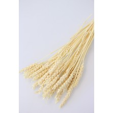 Yapay Çiçek Deposu Ithal Kuru Başak Demeti Beyaz 45LI