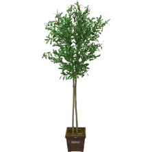 Yapay Çiçek Deposu Saksıda Yapay Zeytin Ağacı Büyük Boy 200 cm