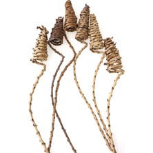 Yapay Çiçek Deposu Tropic Kuru Çiçek 6lı Tail Cone