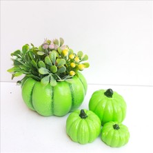 Bulut Bal Kabağı Saksı Seti