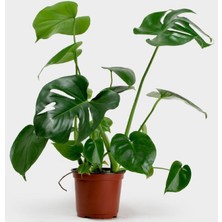 Case World Xiaomi Mi A2 Lite Nano Ekran Koruyucu Kırılmaz Esnek Cam