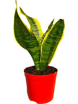 Bitki Fidanım Kılıç Çiçeği Sanseveria