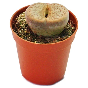 Lithops Living Stone Kaktüs