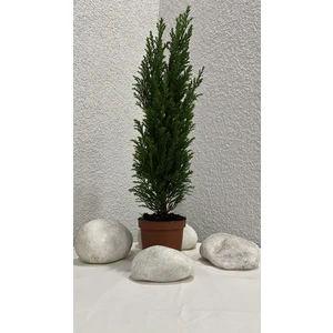 Bitki Fidanım Elwoodii Çamı Chamaecyparis Lawsoniana Ellwoodii 30-40 cm