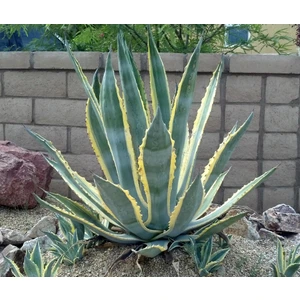 Agave Americana Marginata Alacalı Amerikan Sabır Ağacı