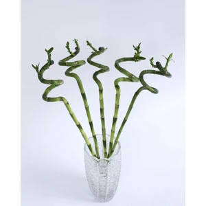 5 Adet Şans Bambusu-Lucky Bamboo 60 cm