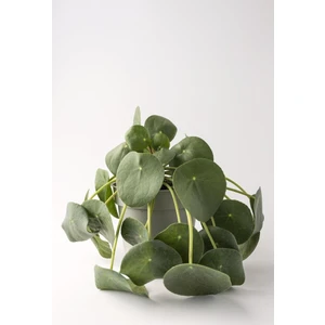 Çin Para Çiçeği(Pilea Peperomioides)