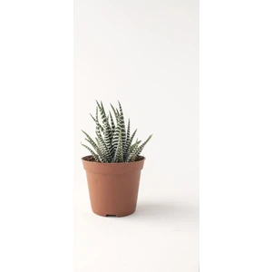 Haworthia Zebrina Çiçeği Zebra 10-15 cm