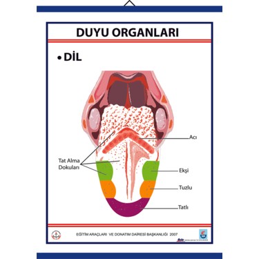 Edulab Duyu Organlari Levhasi Dil Fiyati Taksit Secenekleri