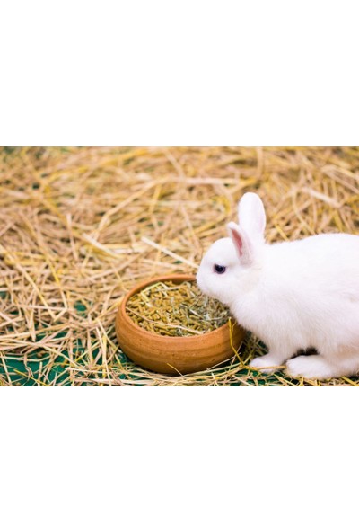 Kon-Çini Tarım Kemirgen Tavşan Hamster Ginepig Guinea Pig Pelet Maması Yemi 5 kg