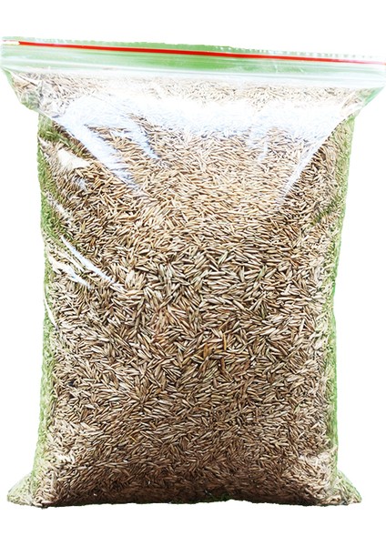 Çim Tohumu 1 kg