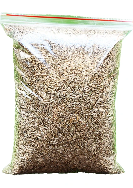 Çim Tohumu 1 kg