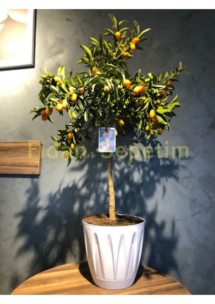 5 Yaş Dekoratif Saksılı Kumkuat(Kamkat) Fidanı *ÜZERİ MEYVELİ*
