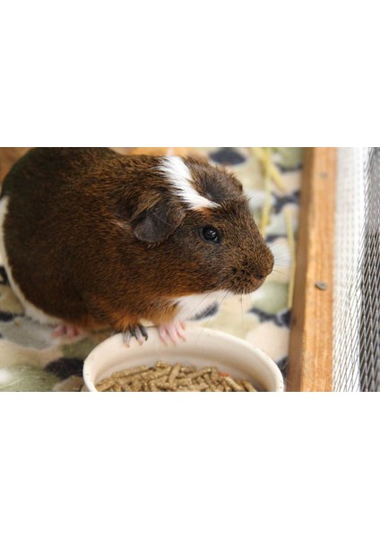 Kemirgen Tavşan Hamster Ginepig Guinea Pig Pelet Maması Yemi 5 kg fiyatları