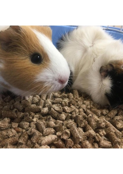 Kemirgen Tavşan Hamster Ginepig Guinea Pig Pelet Maması Yemi 10 kg fiyatları
