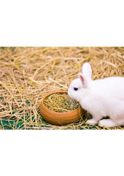 Kemirgen Tavşan Hamster Ginepig Guinea Pig Pelet Maması Yemi 25 kg indirimleri