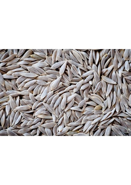 Göbek Marul Tohumu 100'lü fiyatları