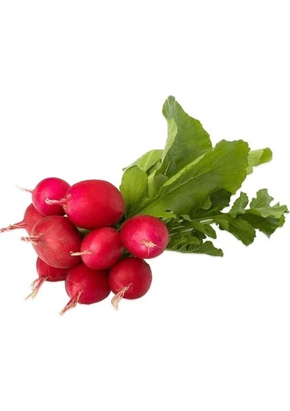 Fındık Turp Tohumu 50'li