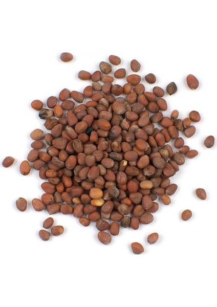 Kırmızı İri Turp Tohumu 40'lı fiyatları