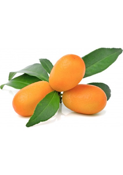 Kumkuat (Kamkat) Aydıncık Mersin 1 kg