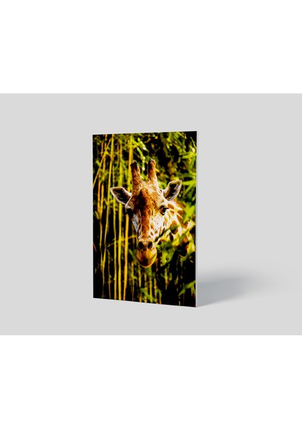 Blok Tablo | Giraffe 48×69 fiyatları