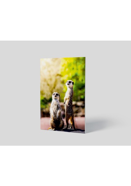 Blok Tablo | Meerkat's 48×69 fiyatları