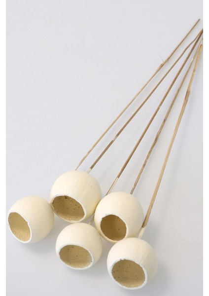 Dekoratif Bell Cup 5li Tropic Kabak Ekru