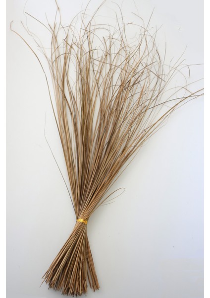 Tropic Ting Bunch Grass 100 cm Naturel