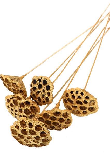 Succulent Lotus Plant Lotus Çiçeği Bambu Saplı 6 Adet Gold Altın Renk