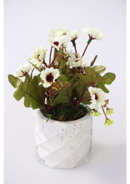 Beton Saksıda Bahar Papatyası Beyaz