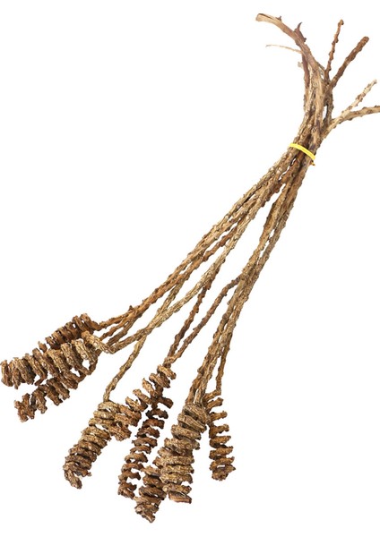 10LU Tropik Shany Springs 45 cm