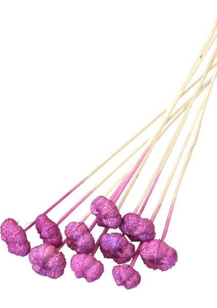 10LU Paras Ped Bleach On Stem 45 cm Erguvan