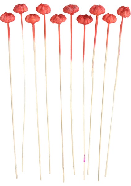 10LU Paras Ped Bleach On Stem 45 cm Nar Çiçeği