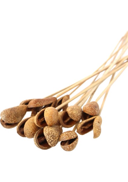 12LI Benzo Tropic Fruit Kuru Çiçek Naturel