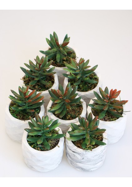 8 Adet Beton Saksıda Yeşil Kızıl Succulent Senecio Plant Set