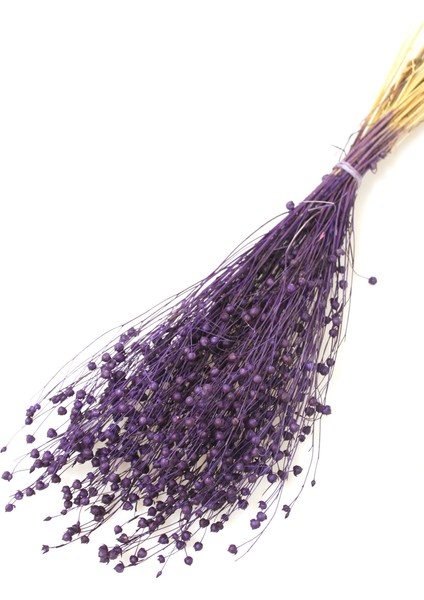 Kuru Çiçek Luna Otu Mor