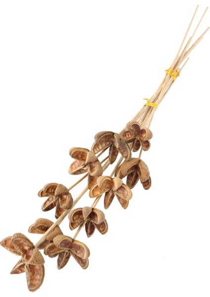 Tropik Bullet Flower 45 cm 10LU Demet
