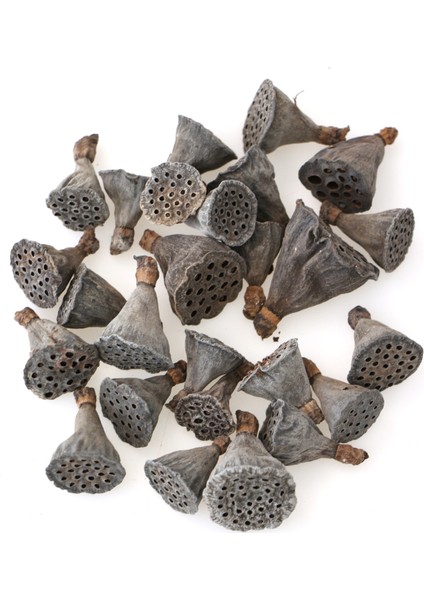 25LI Paket Mini Lotus Plant Lotus