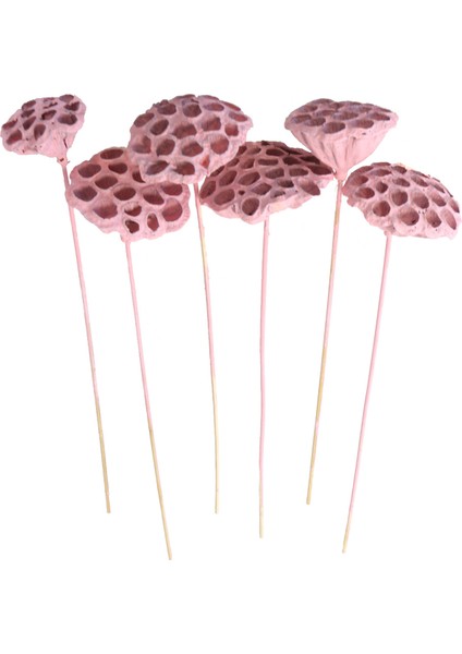 Succulent Lotus Plant Lotus Çiçeği Bambu Saplı 6 Adet Açık Pembe