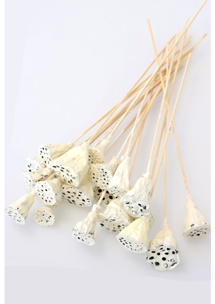 20 Adet Bambu Şiş Saplı Mini Lotus Çiçeği Plant Ekru Lotus