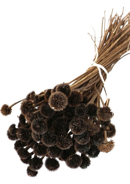 Kuru Çiçek Papatya Otu Demeti Naturel