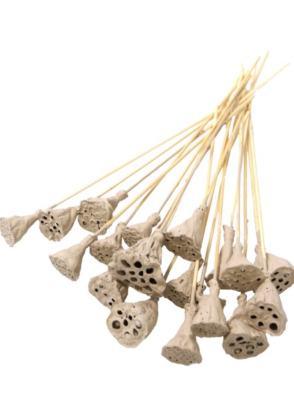 20 Adet Bambu Şiş Saplı Mini Lotus Çiçeği Plant Kum Rengi Lotus