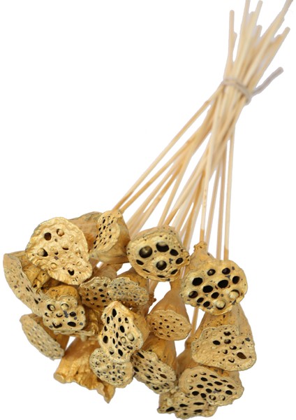 20 Adet Bambu Şiş Saplı Mini Lotus Plant Gold Lotus
