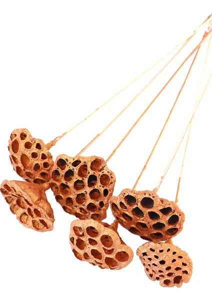Succulent Lotus Plant Lotus Çiçeği Bambu Saplı 6 Adet Bakır