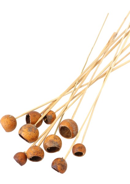Dekoratif Küçük Golden Pod 10'lu Tropic Kabak